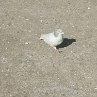 ساده یاخال|حیوانات|مشهد, شهرک شهید باهنر|دیوار