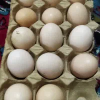 تخم لاری اصیل