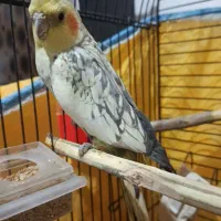 3عدد عروس دوتا نر بالغ ویک ماده که جفت شده سرحال|پرنده|خمین, |دیوار