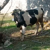 خریدارواقعی تماس بگیرد