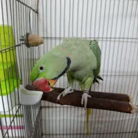 شاه طوطی نر|پرنده|مشهد, کارگران|دیوار