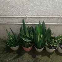 گل طبیعی|حراج|قائمشهر, |دیوار