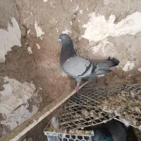 نر سبز تهرانی