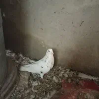 کبوتر فروشی