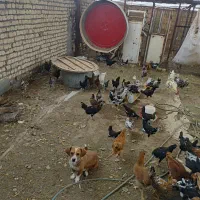 مرغ خروس نوچه گلین