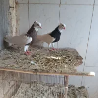 جوجه طوقی
