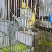 عروس هلندی گمشده|پرنده|هشتگرد, شهرک وحدت|دیوار