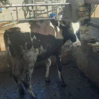 گوساله‌ماده