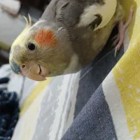 عروس هلندی سخنگو|پرنده|جیرفت, |دیوار