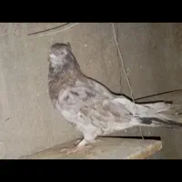 نر گمشده دیروز