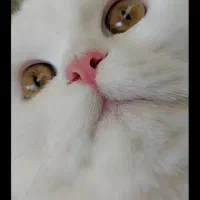 فروش به خاطر مهاجرت|گربه|سردشت, |دیوار