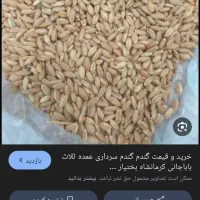 گندم بزری رقم سرداری