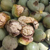 گردو|عمده‌فروشی|الیگودرز, |دیوار