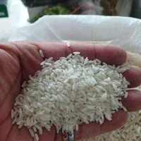 علی کاظمی و لاشه و نیم دانه هاشمی
