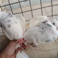 کبوترطوقی خالدار|پرنده|شاهرود, |دیوار