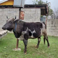 گاو چالوسی اصل شاه گاو ۲ راس اماده زایمان