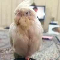 عروس هلندی گم شده