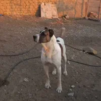 سگ افغان|سگ|بجنورد, |دیوار
