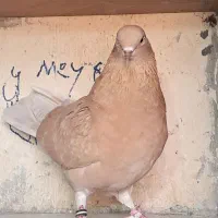 کبوتربلندی 2عددماده|پرنده|ماهدشت, |دیوار