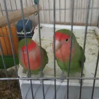 طوطی برزیلی