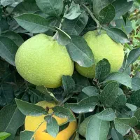 کود گاوی|خدمات باغبانی و درختکاری|گرگان, |دیوار