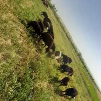 گوسفند گمشده