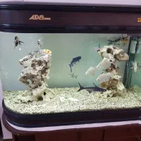 آکواریوم شیشه خم