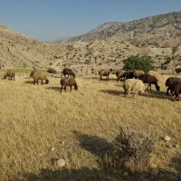 10راس میش جوان|حیوانات مزرعه|دهدشت, |دیوار