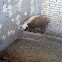 بره ماده کهره نر