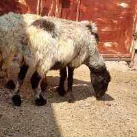 میش.شیشک بز