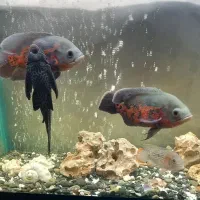 اکواریوم و ماهی