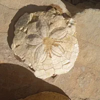 سنگهای کلکسیونی