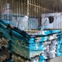 مرغشق‌هلندی‌وانگلیسی