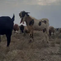 تکه|حیوانات مزرعه|انبارآلوم, |دیوار