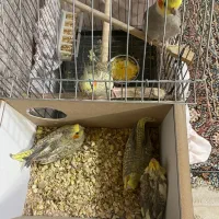 پرنده|پرنده|یزد, |دیوار