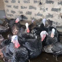 بوقلمون  محلی|حیوانات مزرعه|شیروان (خراسان), |دیوار