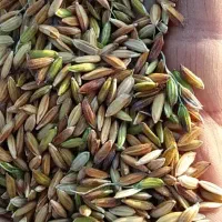 اشتری شلب نقد|خوردنی و آشامیدنی|حمیدیه, |دیوار