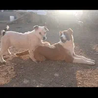 توله پیت بول ماده اصیل و توله خراسانی