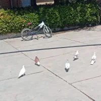 کبوتردون۳۵۰