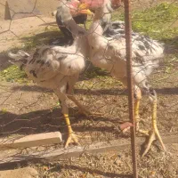 خروس لاری اوشامو