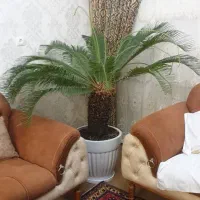 گل و گیاه