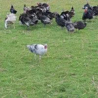 تعدای غوغاز و بوقلمون محلی سالم و ارگانیت