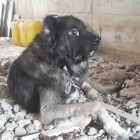 قره باش سرابی ذات قدیم|سگ|آشخانه, |دیوار