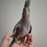 عروس هلندی دستی و بامزه