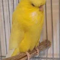 مرغ عشق انگلیسی