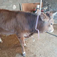گاو وگوساله نر