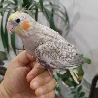 عروس مرواریدی|پرنده|قم, پردیسان|دیوار