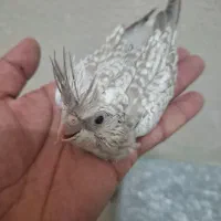 جوجه عروس سرلاکی مرواریدی