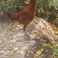 خروس لاری|حیوانات مزرعه|بافت, |دیوار