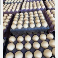 تخم مرغ عمده ویژه برا سوپر مارکت و خوده عمده فروشا